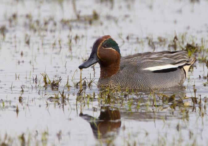 Wintertaling280311A.JPG