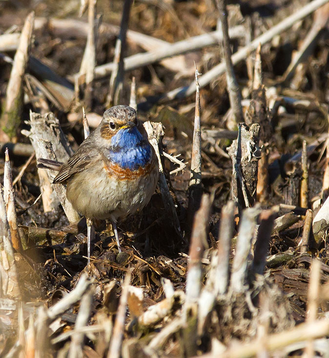 Blauwborst020413