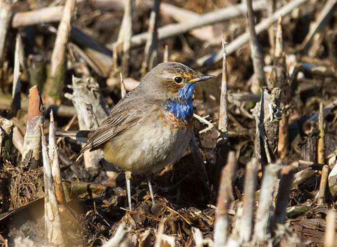 Blauwborst020413A.jpg