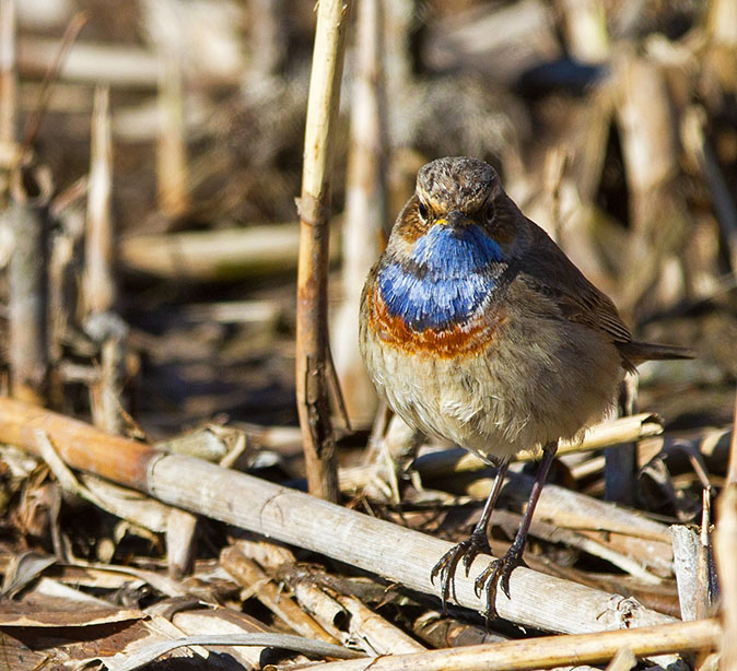 Blauwborst020413B.jpg