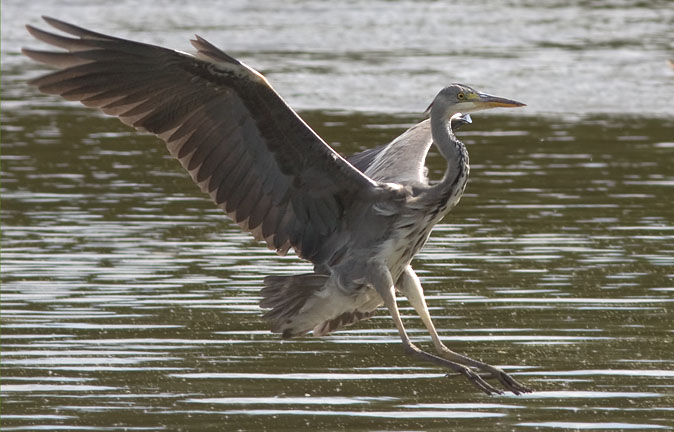 Blauwereiger280809.JPG