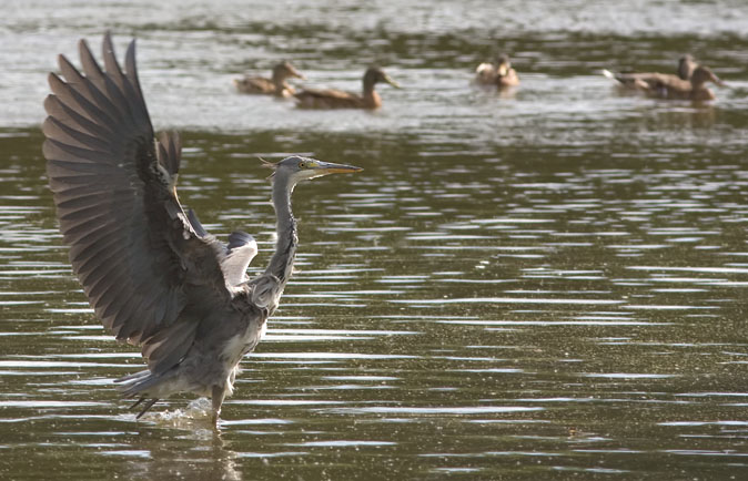 Blauwereiger280809B.JPG