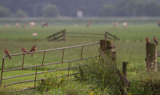 Torenvalken080810.JPG