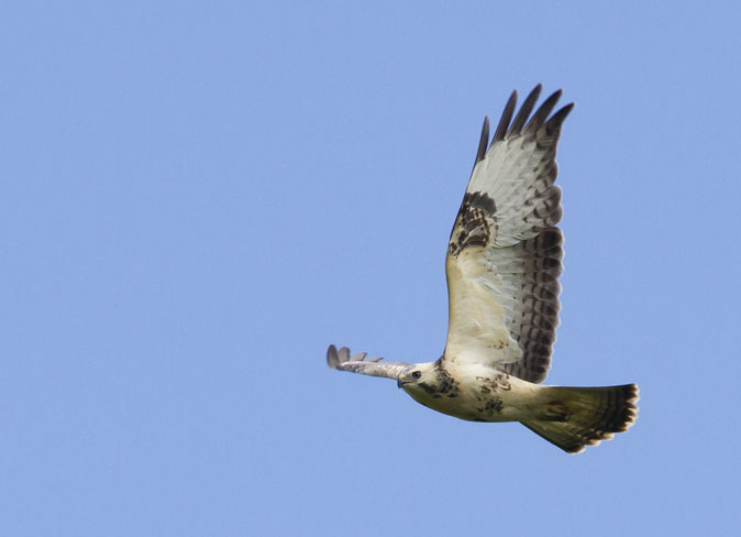 Buizerd200711.JPG