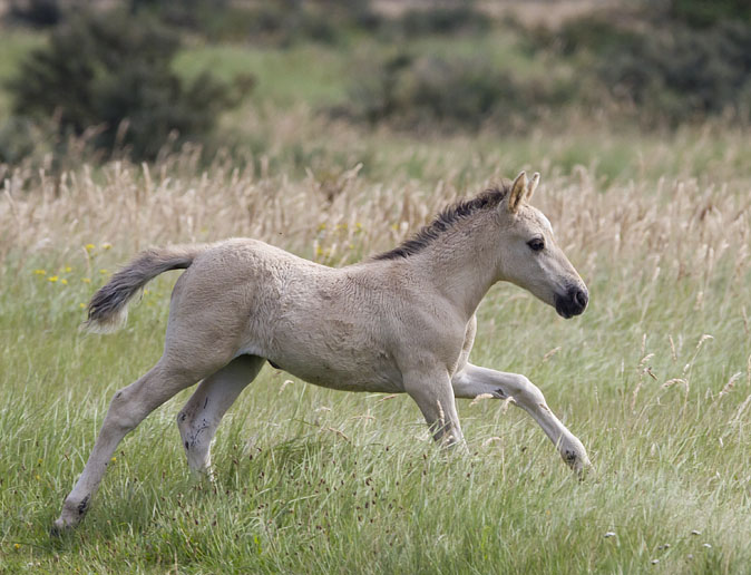 Konik160811.jpg