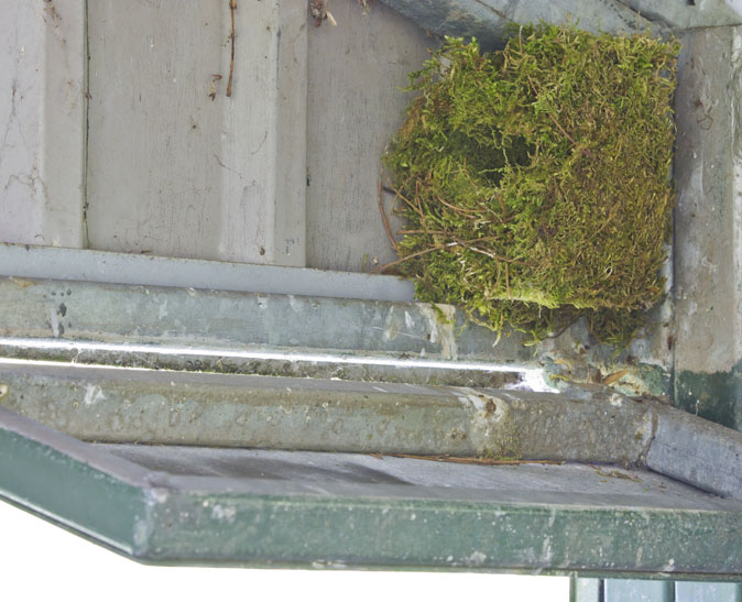 Winterkoning_nest090811A.jpg