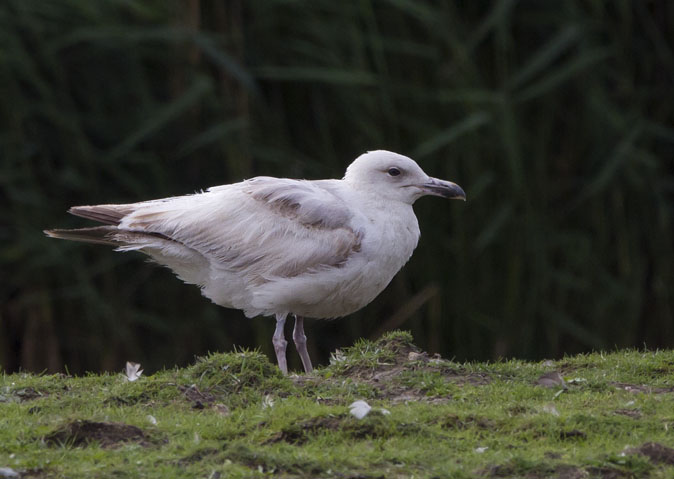 Zilvermeeuw_bruin050811.JPG