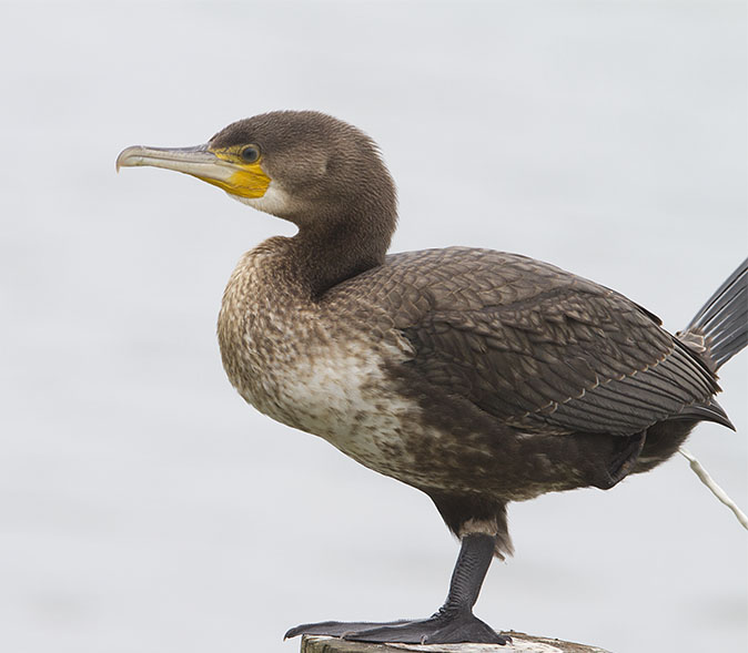 Aalscholver080812A.jpg