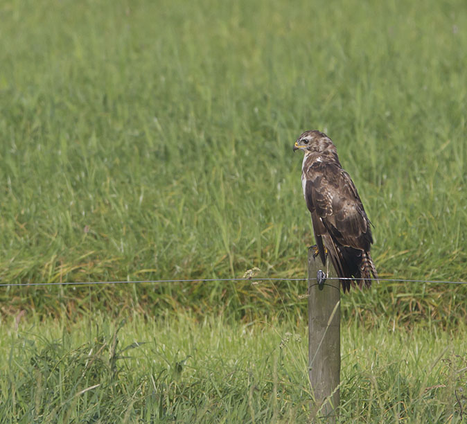 Buizerd150812.jpg