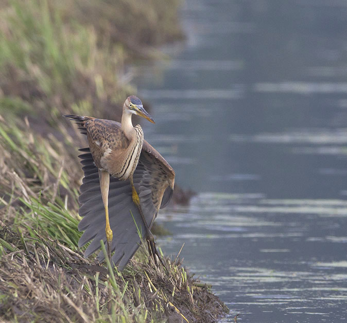 Purperreiger150812D.jpg