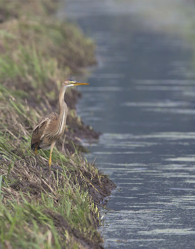 Purperreiger150812F.jpg