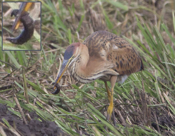 Purperreiger150812_coll.jpg