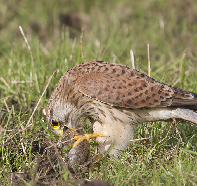 Torenvalk_Veldmuis090812E.jpg