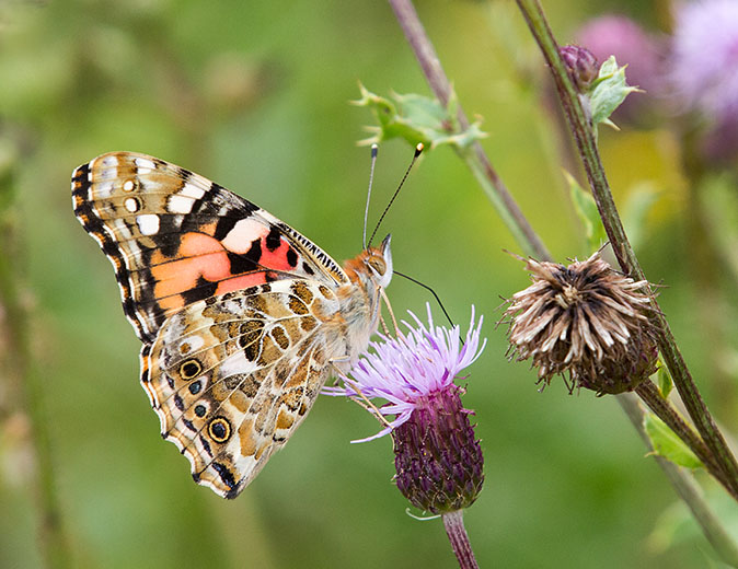 Distelvlinder100813
