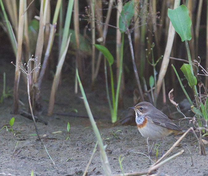 Blauwborst130814