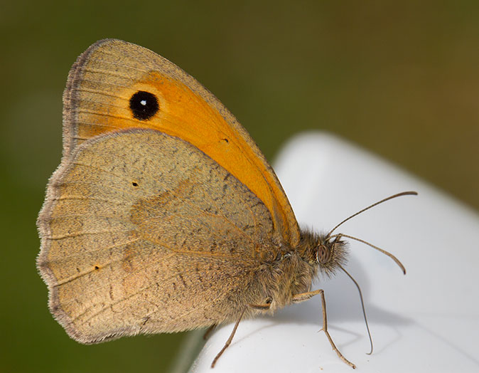 Bruinzandoogje100614