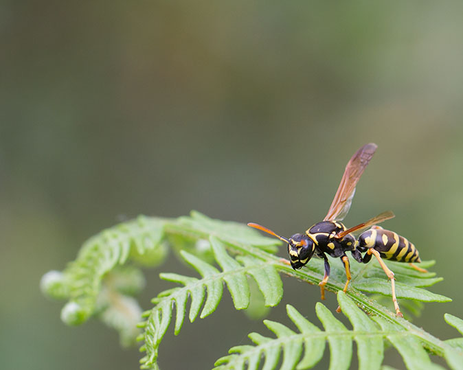 Franseveldwesp020614