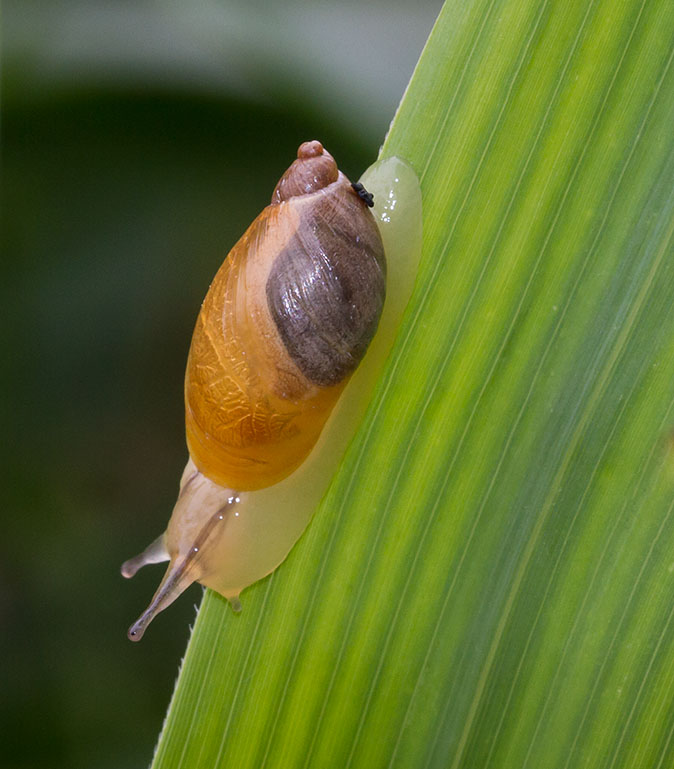 Gewonebarnsteenslak250814