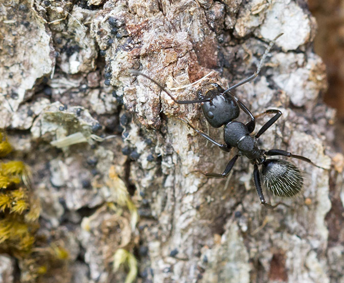 Grauwzwartemier020614