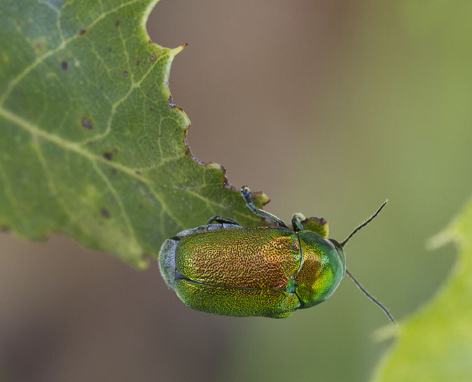 Groensteilkopje050614