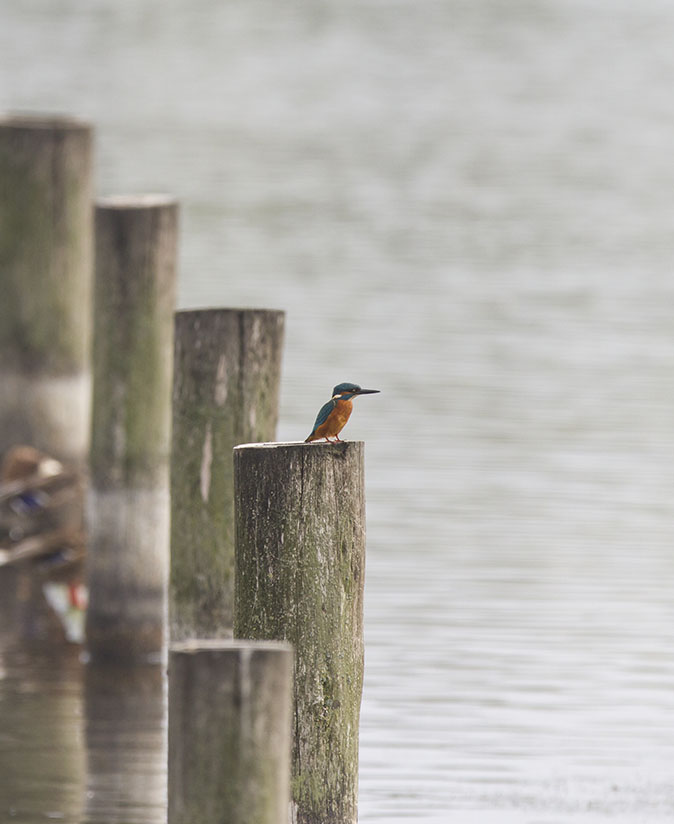 IJsvogel070814