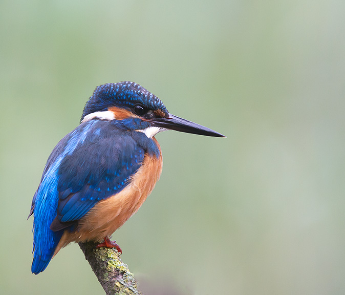 IJsvogel160814