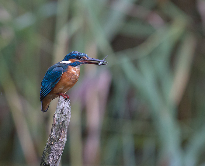 IJsvogel160814A