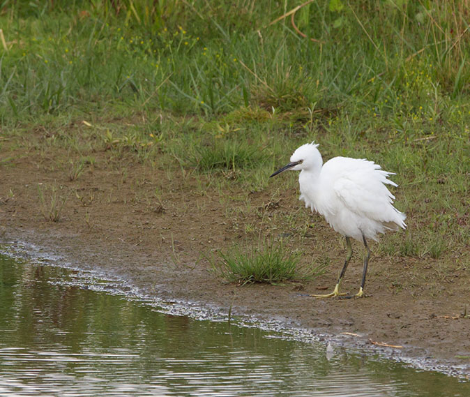 Kleinezilverreiger140814A