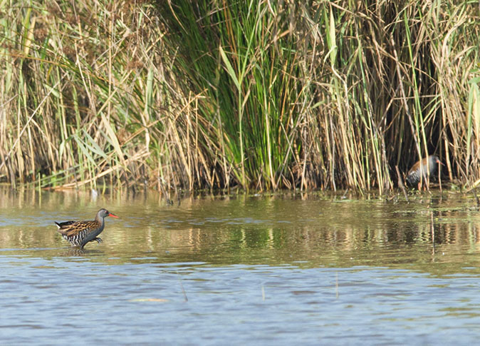Waterrallen310714A