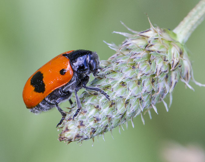 Zuidelijkemierenzakkever160614
