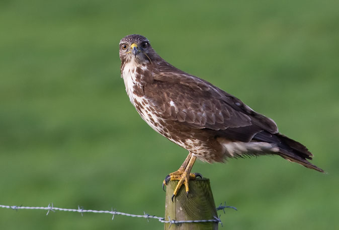 Buizerd051209.JPG