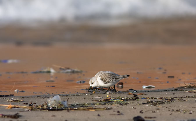 Drieteenstrandloper301109D.JPG