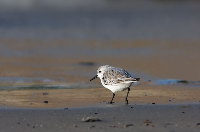Drieteenstrandloper301109E.JPG
