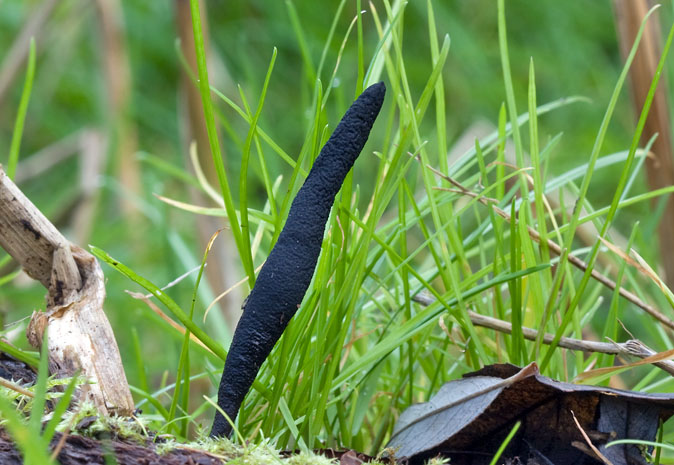 Esdoornhoutknotszwam081209A.JPG