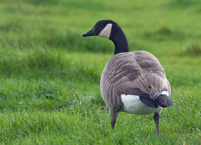 Grotecanadesegans051109B.JPG