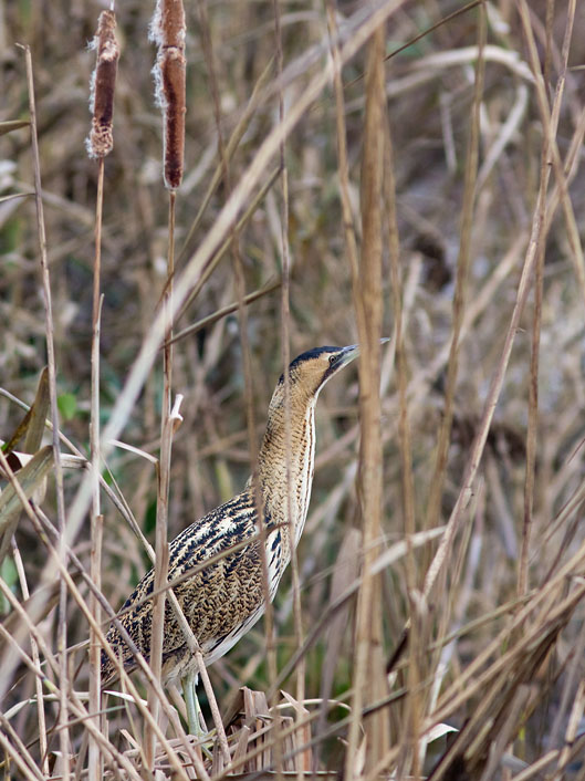 Roerdomp041209B.JPG