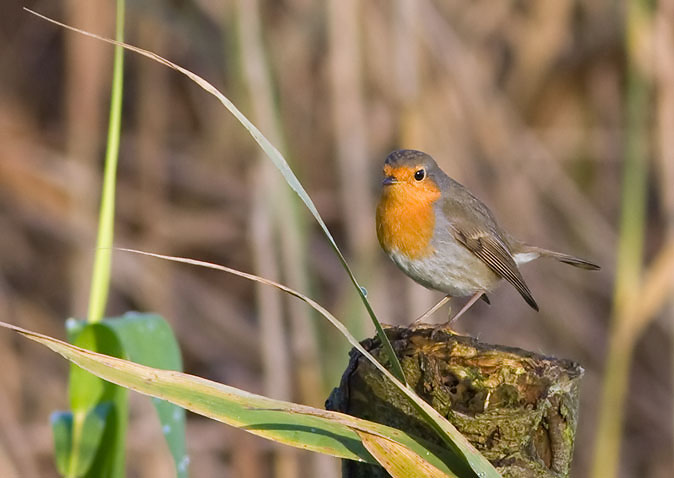 Roodborst081209.JPG