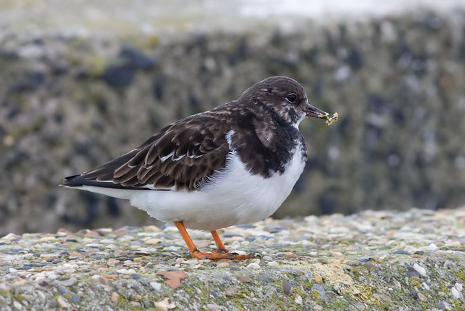 Steenloper301109.JPG
