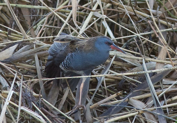 Waterral081209B.JPG