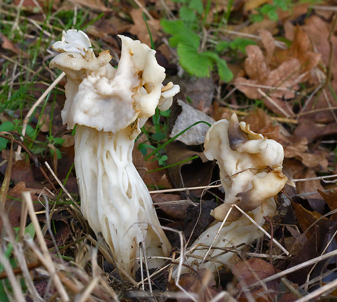 Wittekluifzwam071209A.JPG