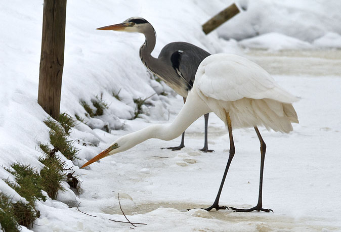 Grotezilver_Blauwereiger281210D.JPG