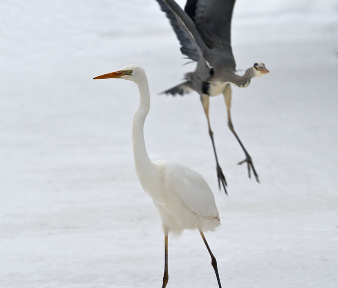 Grotezilver_Blauwereiger281210I.JPG