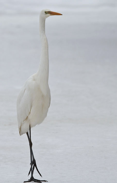 Grotezilverreiger281210B.JPG