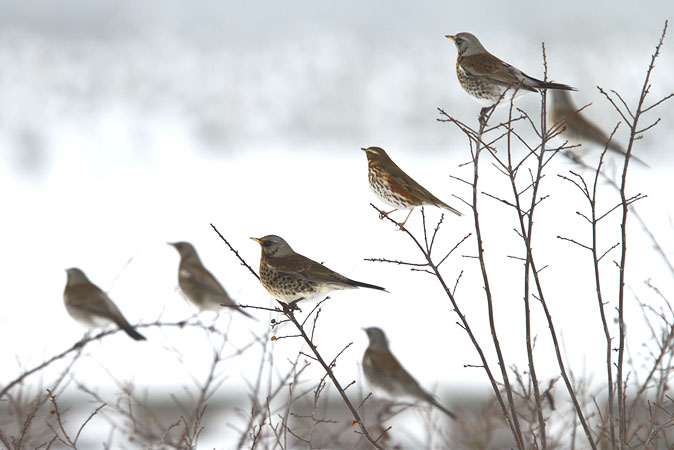Kramsvogels_Koperwieken221210.JPG