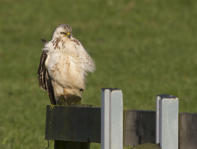 Buizerd191211.jpg