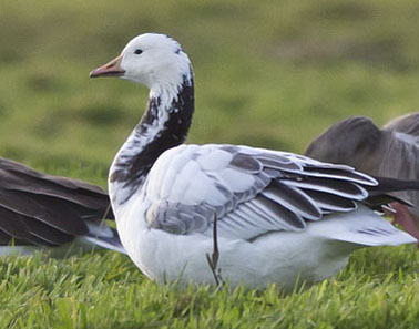 Gans_hybride301111_klein.jpg