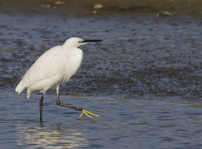 Kleinezilverreiger241111.jpg