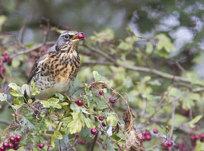 Kramsvogel271011C.jpg