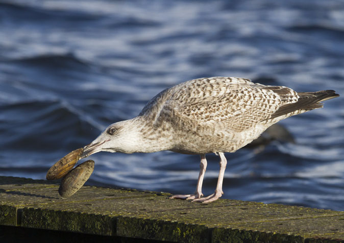 Zilvermeeuw201211.jpg