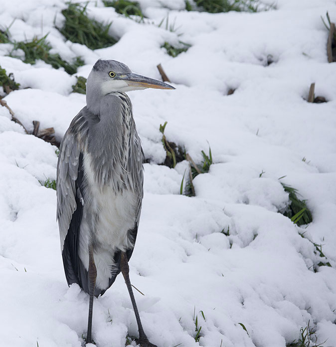 Blauwereiger071212